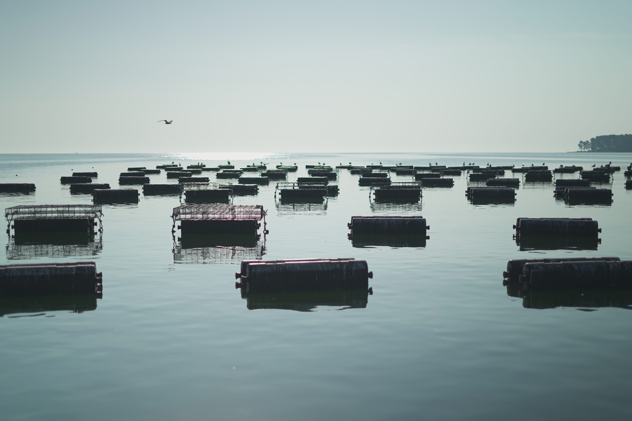 Aquaculture